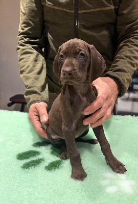 Les chiots de Braque allemand à poil court