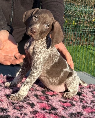 Les chiots de Braque allemand à poil court