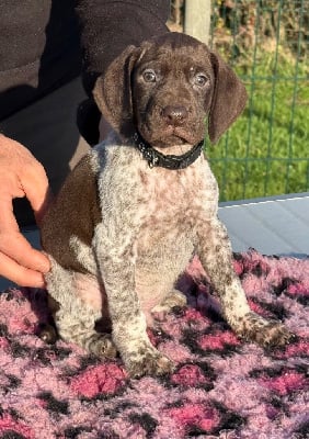 Les chiots de Braque allemand à poil court