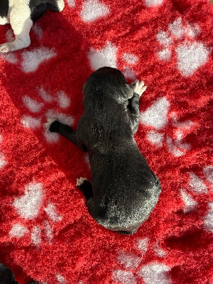 Les chiots de Braque allemand à poil court