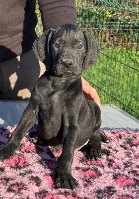 Les chiots de Braque allemand à poil court