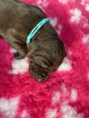 Braque allemand à poil court