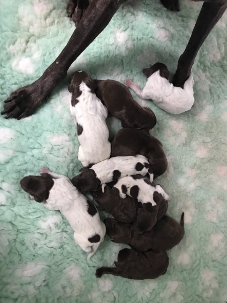 CHIOT - Braque allemand à poil court