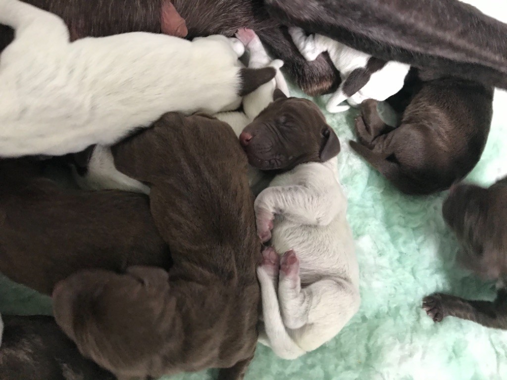 CHIOT - Braque allemand à poil court