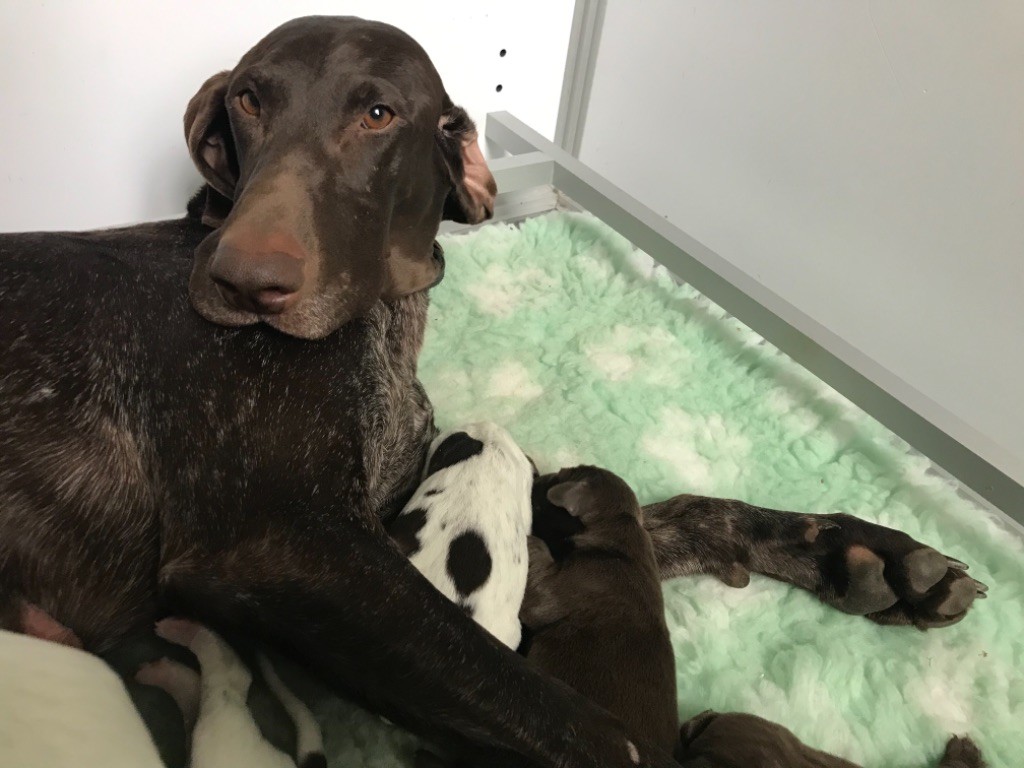 CHIOT - Braque allemand à poil court