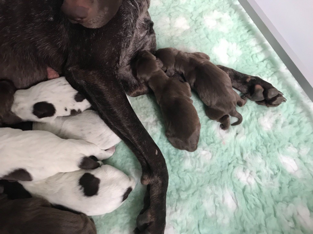 CHIOT - Braque allemand à poil court