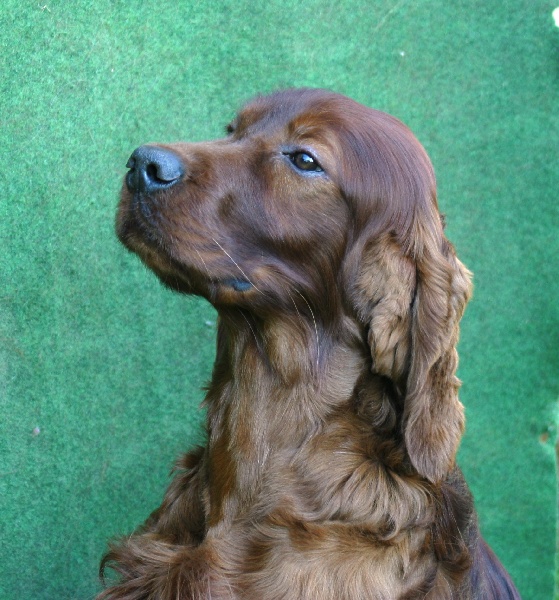 Publication : The red love