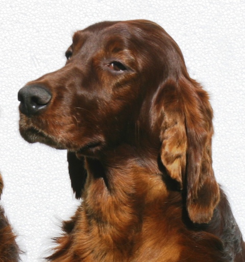 Publication : The red love