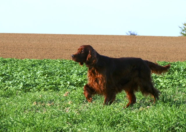 Publication : The red love