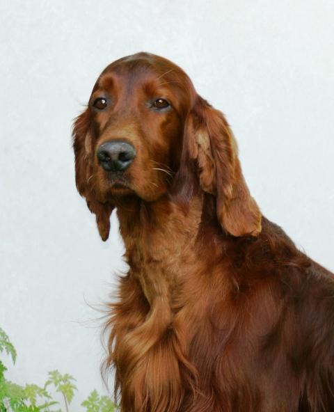 Publication : The red love