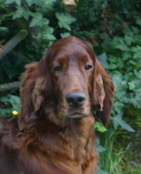 Publication : The red love