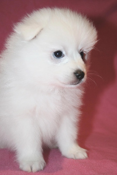 Publication : Fuyu No Hana