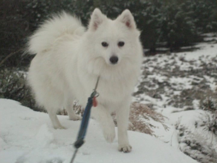 CH. Douna-chan Du ray de mussy - Trés Bonne