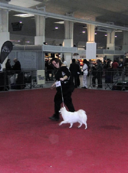 CH. Douna-chan Du ray de mussy - Excellent Premier CC, CACIB et Meilleur de Race