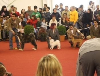 CH. Douna-chan Du ray de mussy - Trés prometteur et mieuller chiot