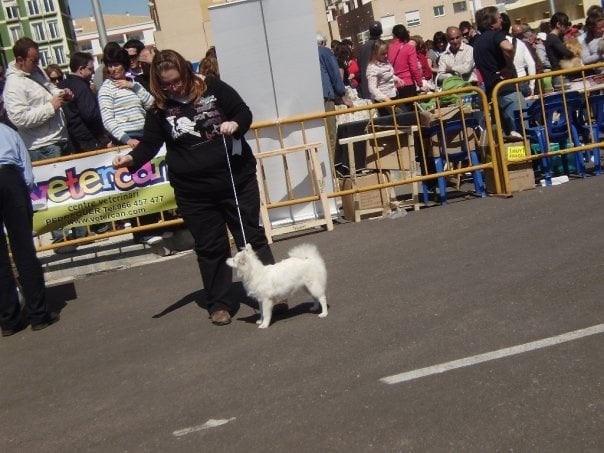 CH. Douna-chan Du ray de mussy - Trés prometteur et mieuller chiot