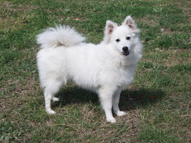 isumi's Shiro sumi o'koryna - Trés Bonne 1er et Meilleur Chiot