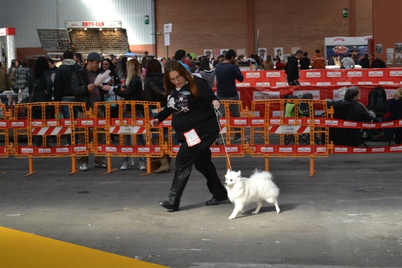 CH. Douna-chan Du ray de mussy - Exc. 1er CAC et Meilleur de Race