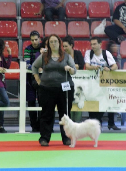 CH. Douna-chan Du ray de mussy - Excellent Premier CC et Meilleur de Race