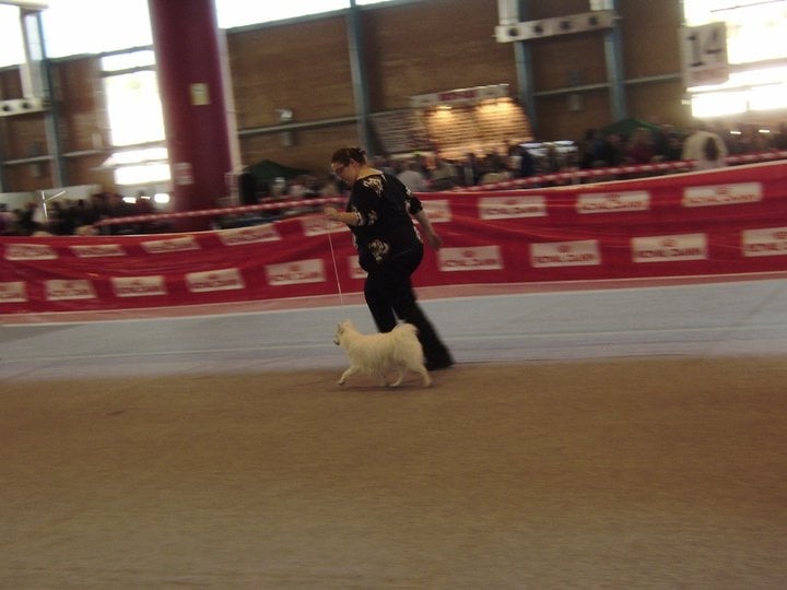 CH. Douna-chan Du ray de mussy - Excellent Premier CC et Meilleur de Race