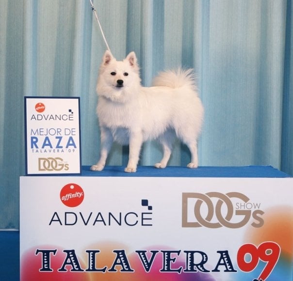 CH. Douna-chan Du ray de mussy - Trés prometteur et mieuller chiot