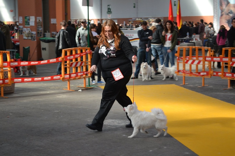 isumi's Shiro sumi o'koryna - Trés Bonne 1er et Meilleur Chiot