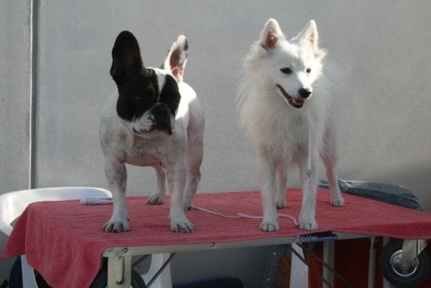 CH. Douna-chan Du ray de mussy - Excellent Premier et Meilleur de Race