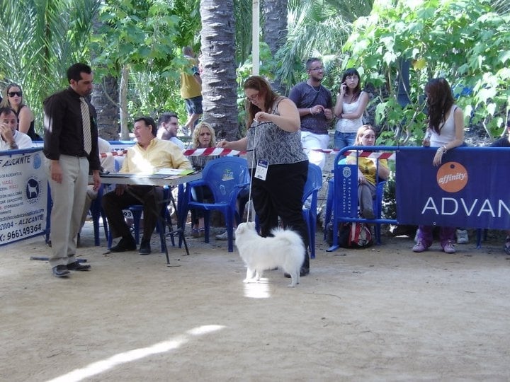 CH. Douna-chan Du ray de mussy - Excellent premier et meilleur Female.