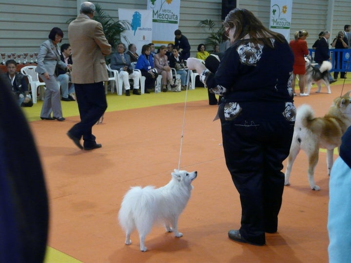 CH. Douna-chan Du ray de mussy - Excellent Premier CC, CACIB et Meilleur de Race