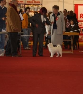 CH. Douna-chan Du ray de mussy - Trés prometteur et mieuller chiot