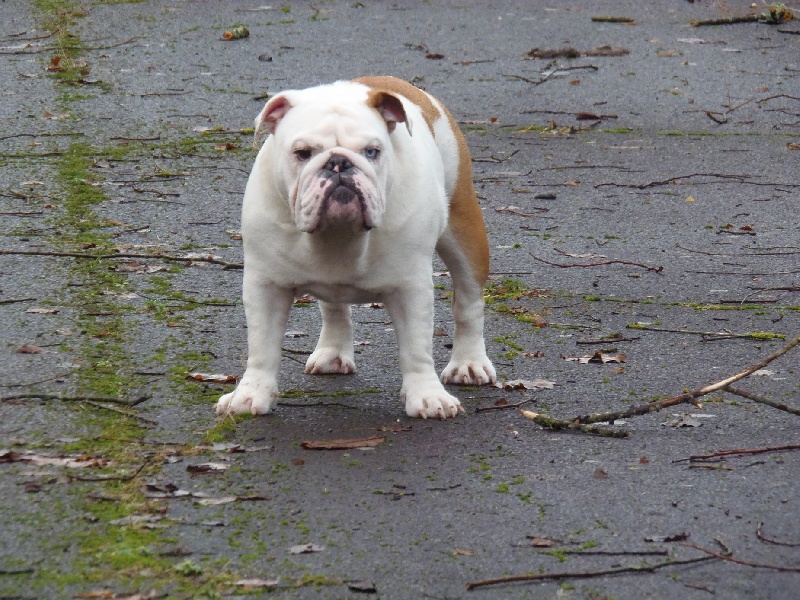 Publication : Bullyhouse Auteur : Di Vendra Nera