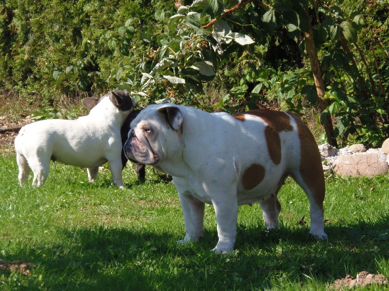 Publication : Bullyhouse Auteur : Di Vendra Nera