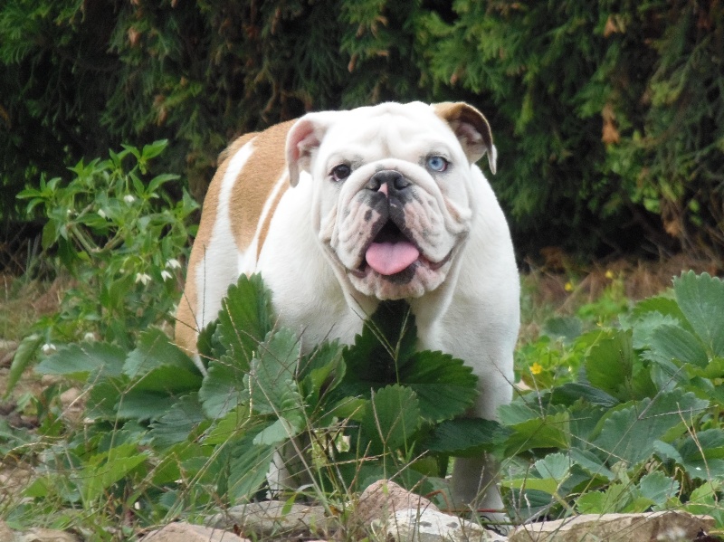 Publication : Bullyhouse Auteur : Di Vendra Nera