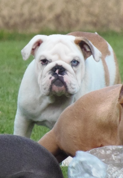 Publication : Bullyhouse Auteur : Di Vendra Nera