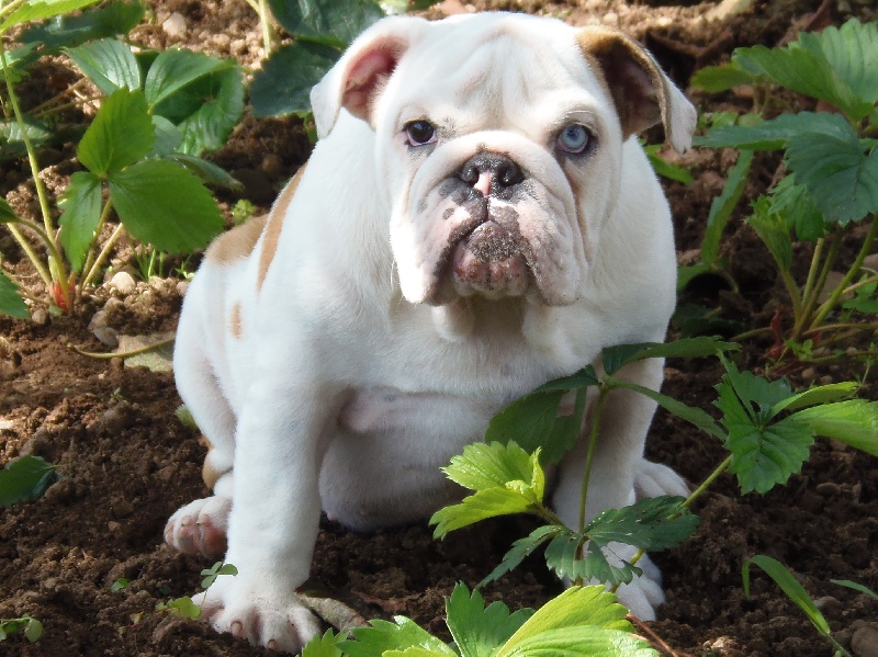 Publication : Bullyhouse Auteur : Di Vendra Nera