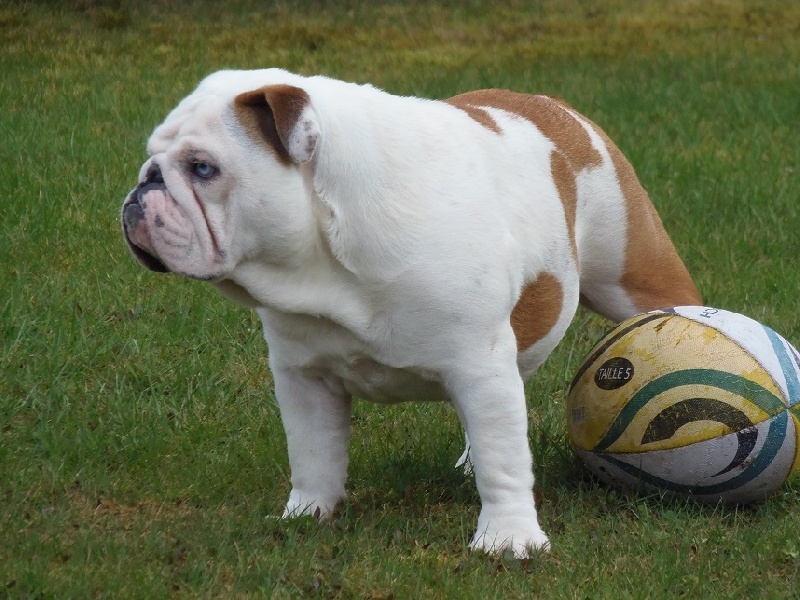 Publication : Bullyhouse Auteur : Di Vendra Nera