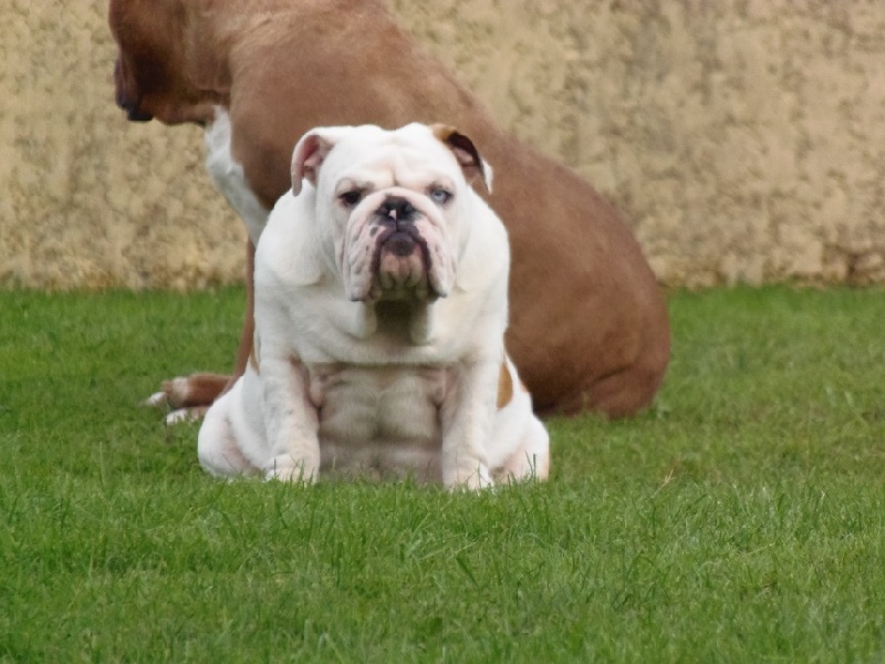 Publication : Bullyhouse Auteur : Di Vendra Nera