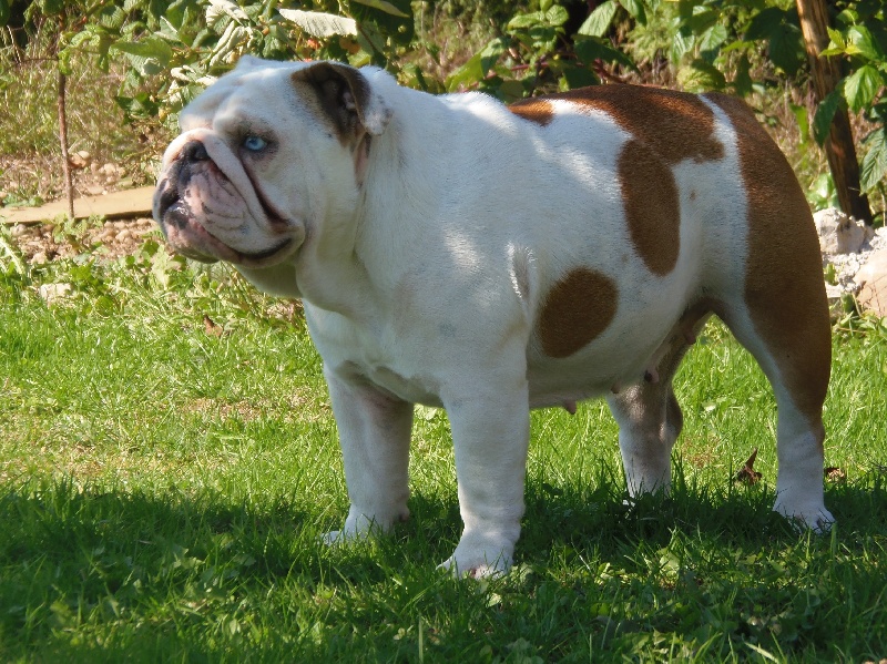 Publication : Bullyhouse Auteur : Di Vendra Nera