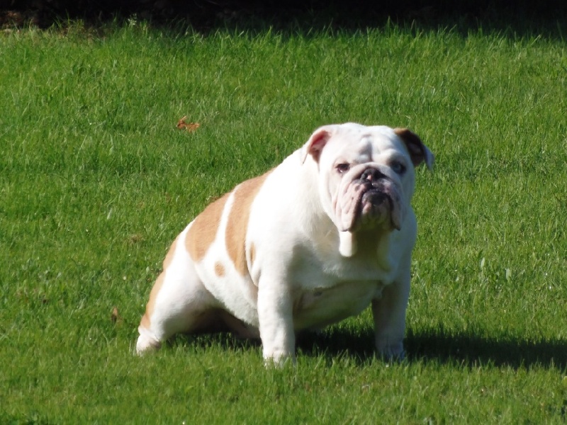 Publication : Bullyhouse Auteur : Di Vendra Nera