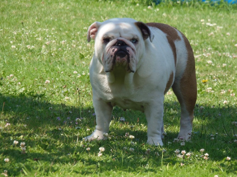 Publication : Bullyhouse Auteur : Di Vendra Nera