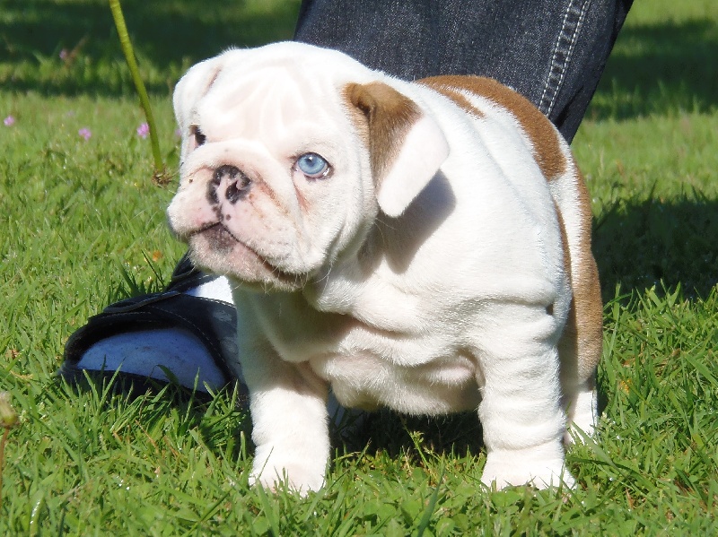 Publication : Bullyhouse Auteur : Di Vendra Nera