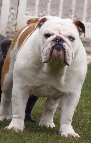 Publication : Bullyhouse Auteur : Di Vendra Nera