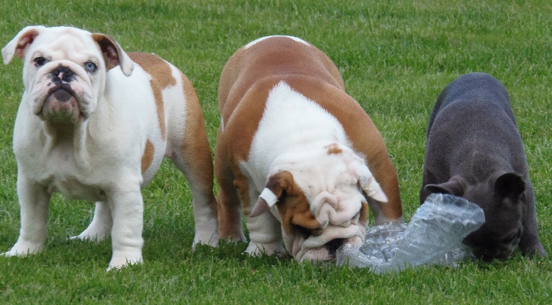 Publication : Bullyhouse Auteur : Di Vendra Nera