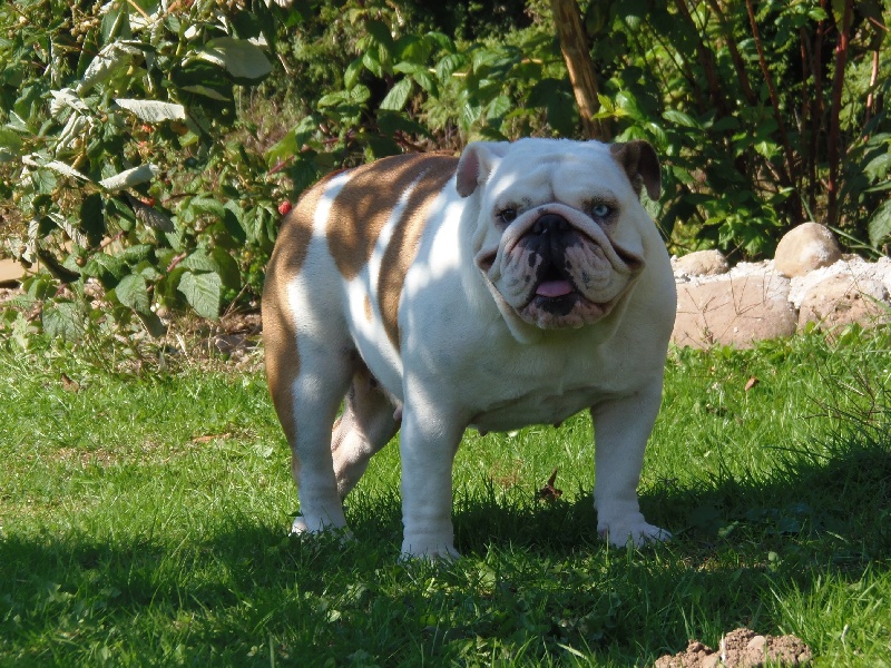 Publication : Bullyhouse Auteur : Di Vendra Nera