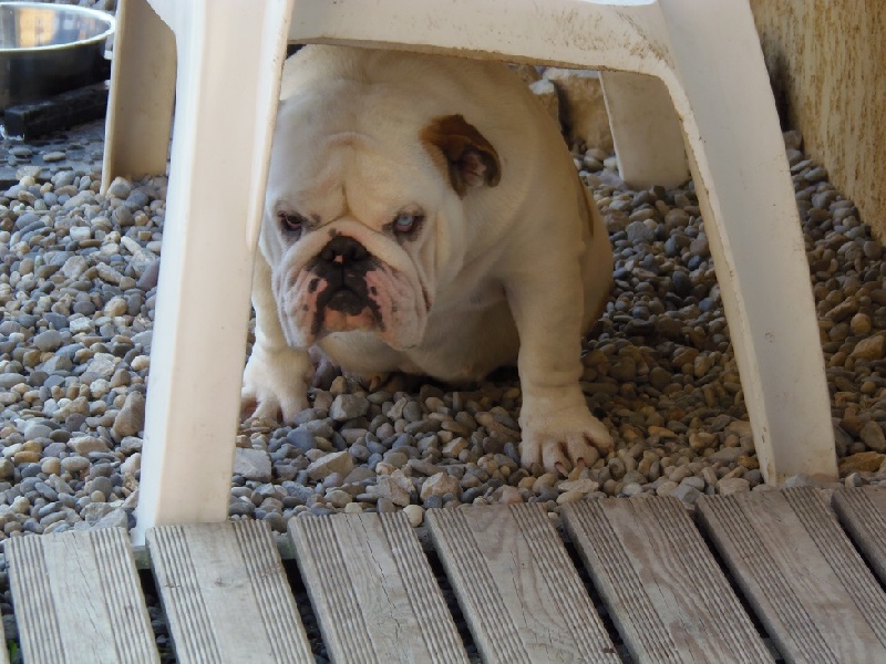 Publication : Bullyhouse Auteur : Di Vendra Nera