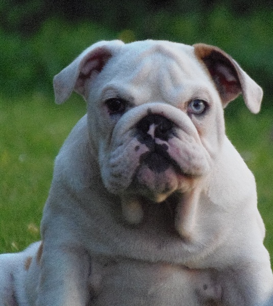 Publication : Bullyhouse Auteur : Di Vendra Nera