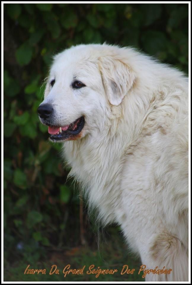 Izarra Du Grand Seigneur Des Pyrénées