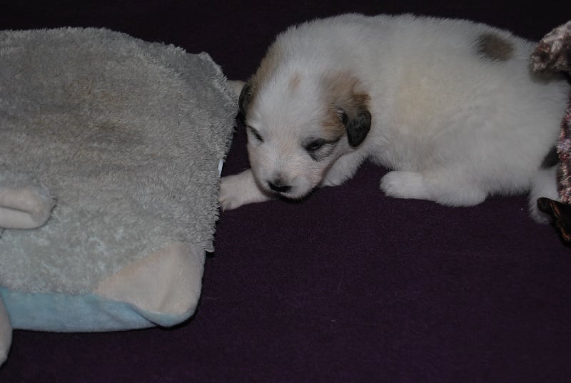 Izarra Du Grand Seigneur Des Pyrénées