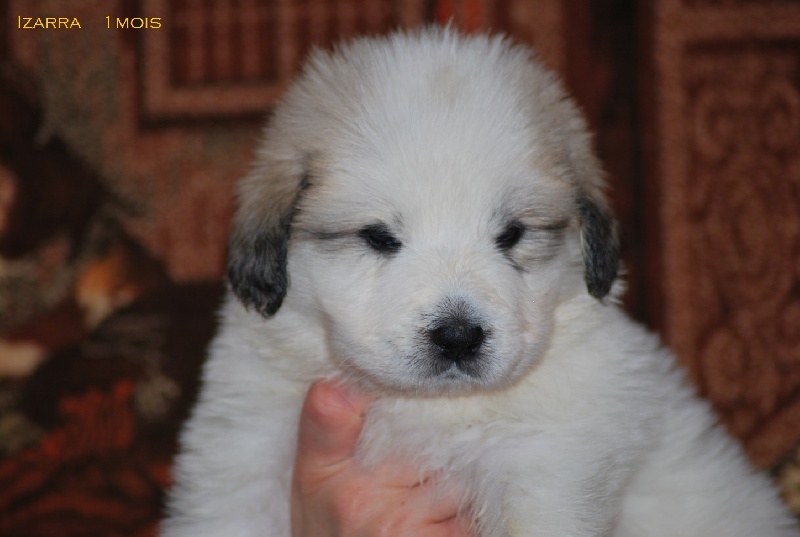 Izarra Du Grand Seigneur Des Pyrénées