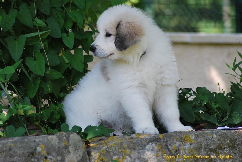 Izarra Du Grand Seigneur Des Pyrénées